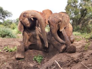 Musiara und Roho (c) Sheldrick Wildlife Trust