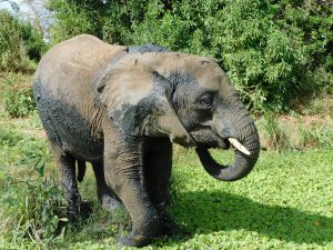 Ngasha bespritzt sich mit Schlamm (c) Sheldrick Wildlife Trust