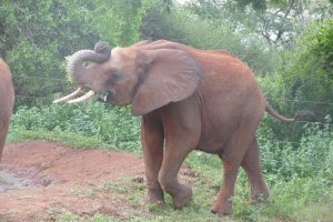Tundani kratzt sich am Kopf (c) Sheldrick Wildlife Trust