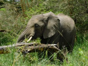 Ziwa frißt ein Hindernis aus dem Weg (c) Sheldrick Wildlife Trust