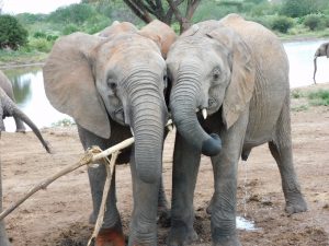Sana Sana und Jotto teilen sich einen Ast (c) Sheldrick Wildlife Trust