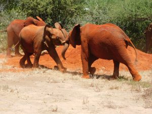 Wanjala und Pare (c) Sheldrick Wildlife Trust