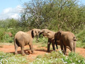 Tusua und Wanjala beim Ringen (c) Sheldrick Wildlife Trust