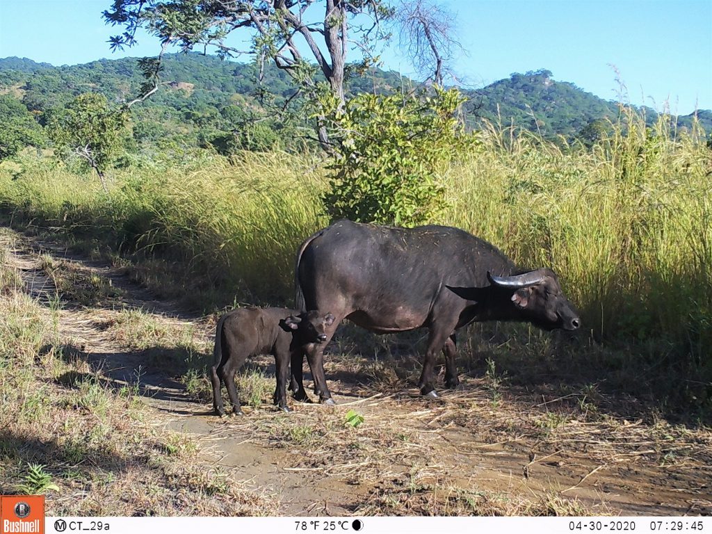 Eine Büffelmutter mit Kalb. (c) Wildlife Action Group