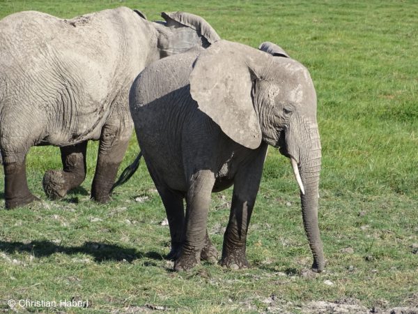 Junge Elefantenkuh aus Amboseli