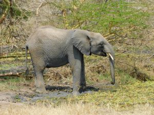 Mwashoti (c) Sheldrick Wildlife Trust