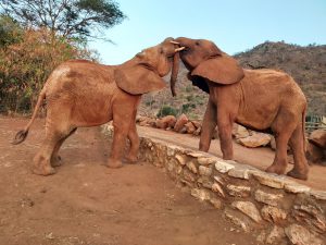Mbegu und Ndotto beim Ringen (c) Sheldrick Wildlife Trust