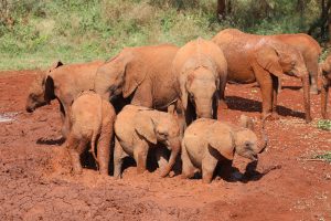 V.l.n.r.: Naboishu, Larro, Roho, Naleku, Maisha (c) Sheldrick Wildlife Trust