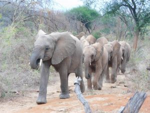 Olsekki führt die Herde an (c) Sheldrick Wildlife Trust
