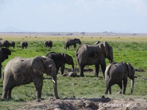 Elefantenfamilie im Sumpf