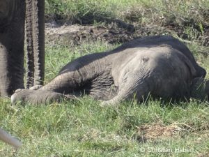 Schlafendes Elefantenkalb