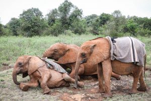 Bondeni, Kiombo und Kindani (c) Sheldrick Wildlife Trust