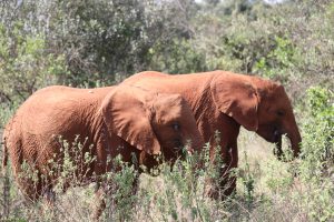 Kiasa und Nabulu (c) Sheldrick Wildlife Trust