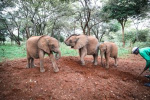 Kinyei, Kindani und Bondeni (c) Sheldrick Wildlife Trust
