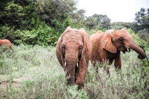 Kiombo und Kiasa (c) Sheldrick Wildlife Trust