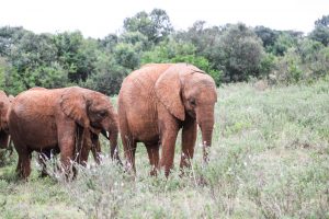 Kiombo und Maisha (c) Sheldrick Wildlife Trust
