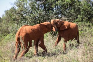 Kiombo und Maktao (c) Sheldrick Wildlife Trust