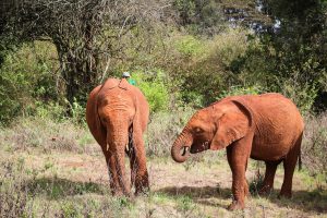 Kiombo und Naboishu (c) Sheldrick Wildlife Trust