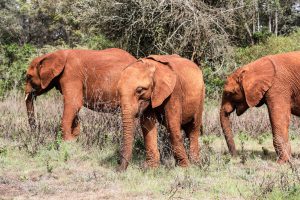 Kiombo, Roho und Larro (c) Sheldrick Wildlife Trust