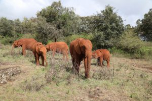 V.l.n.r.: Nabulu, Roho, Larro, Kiasa und Olorien (c) Sheldrick Wildlife Trust