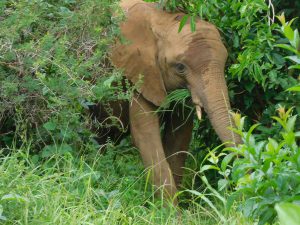 Enkesha durchforstet das Dickicht (c) Sheldrick Wildlife Trust