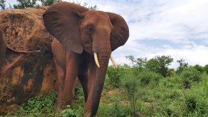 Kenia schubbert sich an einem Felsen (c) Sheldrick Wildlife Trust