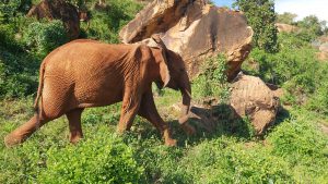 Mashariki versucht, die Gruppe einzuholen (c) Sheldrick Wildlife Trust