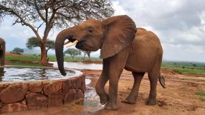 Rorogoi stillt ihren Durst (c) Sheldrick Wildlife Trust