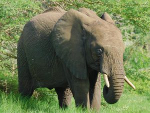Ziwa gesellt sich zu seinen Freunden (c) Sheldrick Wildlife Trust