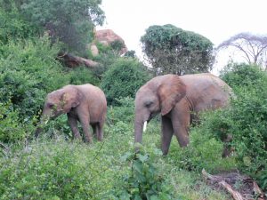 Mapia und Sapalan (c) Sheldrick Wildlife Trust