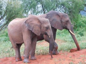 Naseku und Kitirua (c) Sheldrick Wildlife Trust