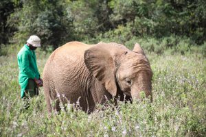 Kiombo (c) Sheldrick Wildlife Trust