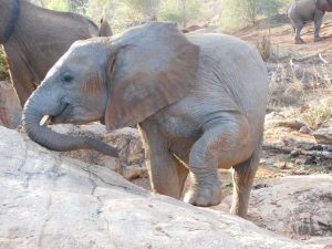 Malima kratzt ihren Rüssel (c) Sheldrick Wildlife Trust