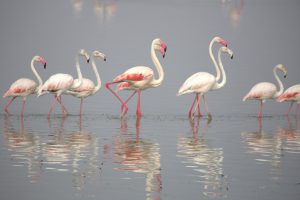 Flamingos