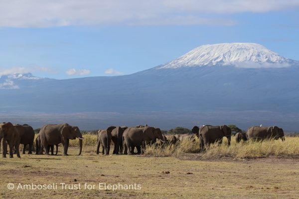 Elefanten vor dem Kilimanjaro