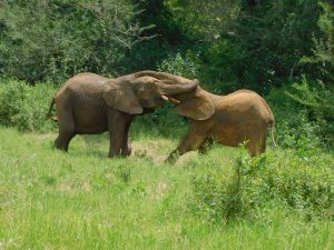 Faraja ringt mit Mwashoti (c) Sheldrick Wildlife Trust
