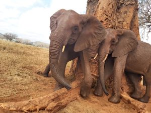 Kenia und Ndii kratzen sich am Affenbrotbaum (c) Sheldrick Wildlife Trust