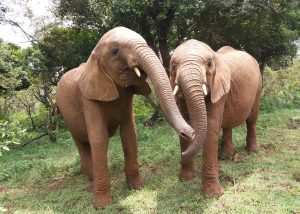 Maisha und Nabulu (c) Sheldrick Wildlife Trust