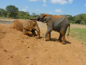 Mwashoti legt seinen Rüssel auf Ngashas Kopf (c) Sheldrick Wildlife Trust