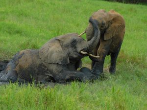 Ngasha legt sich hin, damit Mwashoti mit ihm spielen kann (c) Sheldrick Wildlife Trust