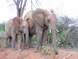 Musiara kratzt sich an Suguta (c) Sheldrick Wildlife Trust
