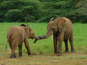 Enkesha und Mwashoti (c) Sheldrick Wildlife Trust