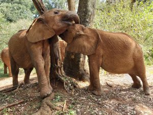 Roho und Kinyei (c) Sheldrick Wildlife Trust