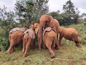 V.l.n.r.: Kinyei, Bondeni, Kindani, Maisha und Roho (c) Sheldrick Wildlife Trust