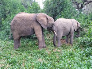 Mwashoti (links) und Enkesha (c) Sheldrick Wildlife Trust