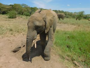 Mwashoti gräbt nach Mineralstoffen (c) Sheldrick Wildlife Trust