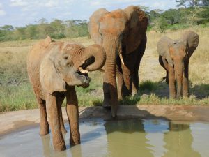 Shukuru im Wasser, Murera und Luggard warten auf sie (c) Sheldrick Wildlife Trust