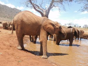 Tagwa schaut, wie kalt das Wasser ist (c) Sheldrick Wildlife Trust
