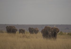 Viele Elefantenfamilien kehren während der Trockenzeit in den Park zurück