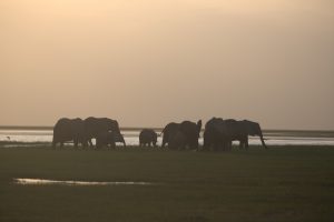 Elefanten in den Sümpfen Amboselis